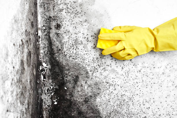 Best Mold Damage Repair  in Ivey, GA