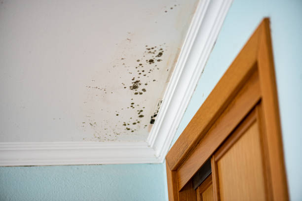 Mold Testing and Removal in Ivey, GA
