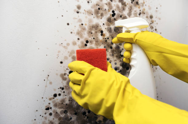 Best Mold Removal Company Near Me  in Ivey, GA